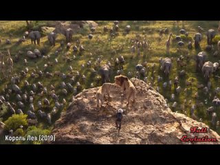 free full evolution симба эволюция 1994 2019 все появления короля льва hd