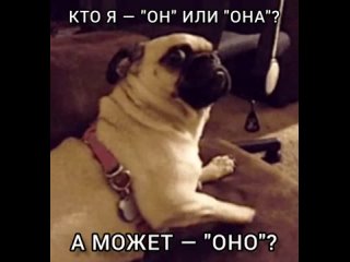 free хроники дурдома у дойче молодые теперь три пола hd