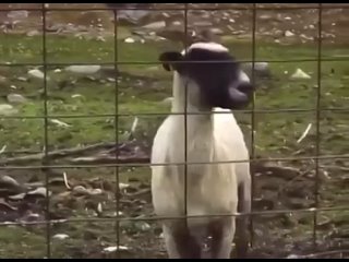 free немного горячего секс бомбы инстаграмм смотри в оба hd
