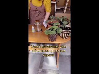 free чтобы герань цвела очень пышно и хорошо я делаю так hd