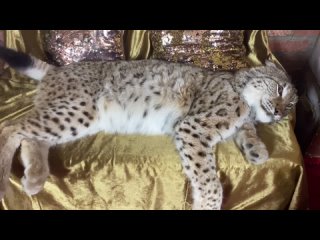 free сонный рысь капризный рысь марс крупным планом hd