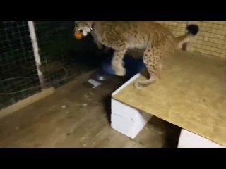 free рысь марс играет с перцем mars the lynx plays with pepper hd