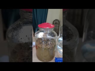 free настойка графа разумовского домашняя настойка на самогоне рецепт настойки на водке и спирте hd