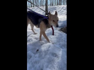 free многие думают что шельма новенькая но это не так hd