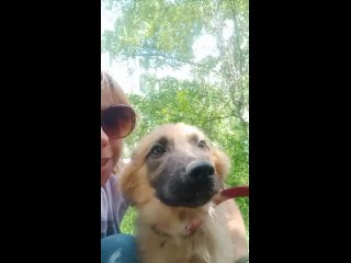 free у нас две новенькие щенявые очаровательные малышки манго рыженькая и дафна ласковые весёлые и озорные hd