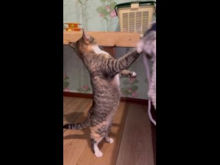 free леона чистоплотная красавица которая ходит в своем домике в белоснежных тапочках hd