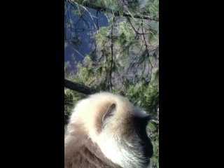 free в тибете на видеокамеру была снята обезьяна которая делает селфи hd