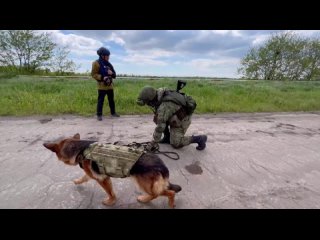 free котики это прекрасно но есть ещё и лохматые сапёры безумно умные молодые hd