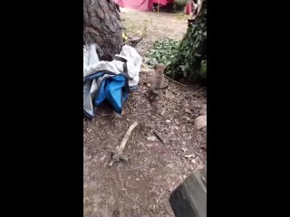 free пëсель по кличке кипиш и бойцы с бахмутского направления передают всем привет hd