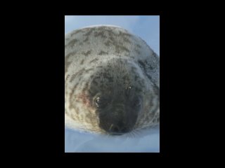 free чтобы привлечь самку тюлень хохлач раздувает пузырь красного цвета который находится у него в носу hd