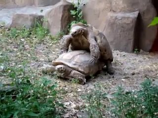 free трахающиеся черепахи киевский зоопарк угар порно жесть ахахахаха кот пиздец смешно пипец ржу не могу полный пёс медв hd