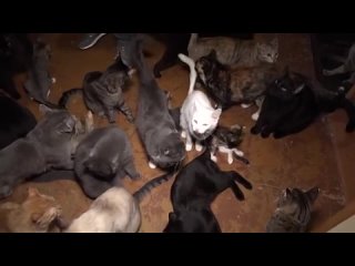 free кошачья тюрьма женщина устроила зловонный приют в однушке для 100 кошек за гранью hd
