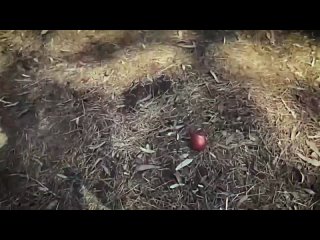 free ведьма сири и робби эхо witch siri порно хентай секс трахает русское инцест мамка домашнее фулл сэр hd