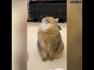 free ничто так не радует котиков как сытный обед и крепкий сон а последнее как известно может застать hd