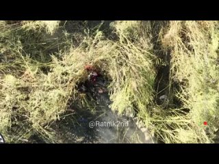 free небесные полночи даже когда у нас наступает день вот эти чубы живут в вечной тьме прятались старались кому то и что hd