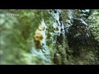 free 武当山的太极 顺天意 之五 тайцзи в горах уданшань по воле небес часть 5 hd
