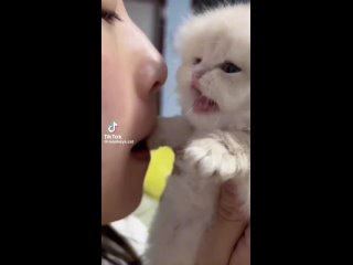 free котёнок пищит от того что барышня сосёт ему лапу hd
