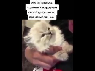 free это я пытаюсь поднять настроение своей девушке во время месячных после чего котика целуют а он шлёт нахуй hd
