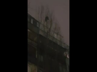 free в старом осколе спасли кота просидевшего на дереве почти двое суток старооскольцы заметили что пушистый попал в беду hd
