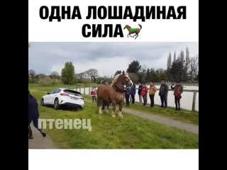 free вот это лошадь так лошадь богатырский конь hd