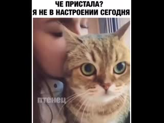 free почему то много видосов где коты именно на женщин так агрятся а на людей нет hd