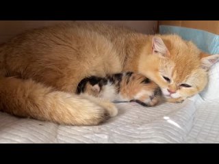 free найденный котенок спит рядом со старшей беременной сестрой которая готовится к родам hd