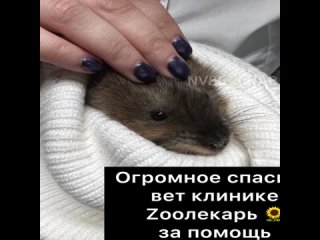 free школьницы из нижневартовска помогли детенышу ондатры попавшему в ловушку hd