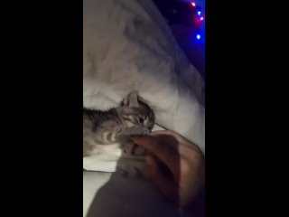 free это моняобычно я называю его чмоня котенок моей сестры сестрыа так же племянник белки hd