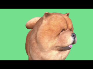 free молодые чау чау green screen видео футаж хромакей анимация секс чау чау на зелёном фоне hd