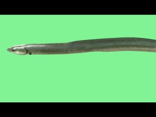 free речной угрь видео green screen футаж хромакей анимация на зелёном фоне hd