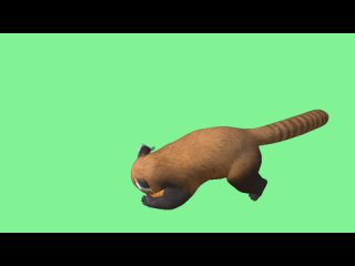 free красная панда видео green screen футаж хромакей анимация на зелёном фоне hd