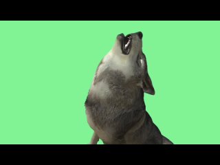 free волк видео green screen футаж хромакей анимация на зелёном фоне hd