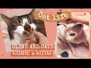 free очень долго глажу кота грязнуля кот весь в пыли визуальный asmr пылесос и белая пыль hd