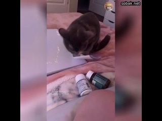 free направление к врачу ей нужно а на чём извините кошке сидеть hd