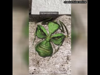 free кого то напоминает это насекомое невероятное совпадение hd