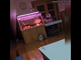 free состояние ко второму января примерно такое hd