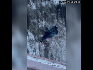 free странное произошло на николаевском мосту в красноярске водитель хонды внезапно протаранил отбойни hd