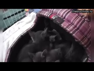 free корзина котят лючила мурчальники на полную и заглушила все звуки в доме спасибо за внимание hd