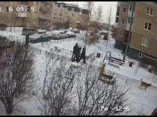 free в питере молодые без поводка и намордника разорвала маленького пса и покусала его хозяина hd