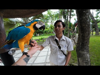 free обзор парка птиц и рептилий на бали bali bird park путешествие по азии часть 3 hd