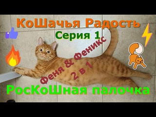 free кошачья радость роскошная палочка серия 1 кот феня и феникс hd