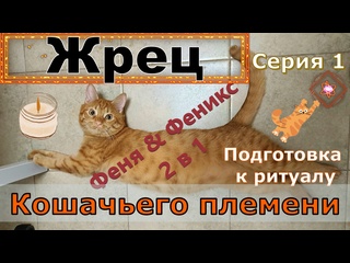 free жрец кошачьего племени серия 1 подготоа к ритуалу кот феня он же феникс hd