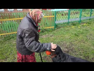 free шелька на даче и в городе две разные молодые ротвейлер hd