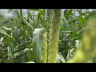 free охранник ловит вороу на кукурузном поле и выписывает ей штраф на месте секс порно трахнул анал сиськи жопы кончаю hd