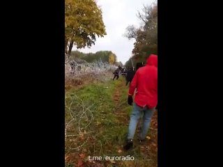 free видеофакт мигранты огромными палками разрушают ограждение из колючей проволоки на границе беларуси и польши hd