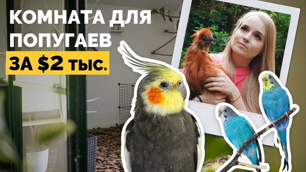 free комната для попугаев обошлась в две тысячи долларов hd