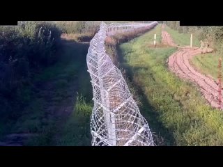 free беларусские пограничники попались на порче забора на границе с литвой hd