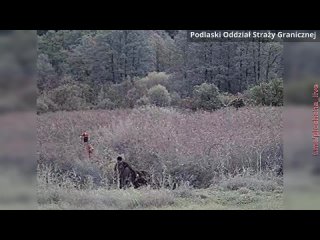 free польские пограничники показали как беларусские силовики помогают нелегалам штурмовать границу hd