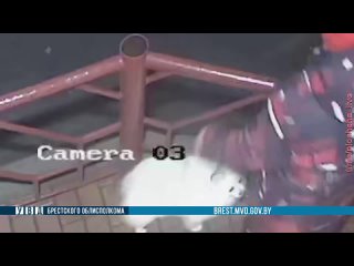 free житель барановичей украл у молодые шпица чтобы подарить жене hd