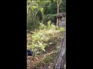 free маленький ленивец снова встретился со своей мамой очень милые кадры hd
